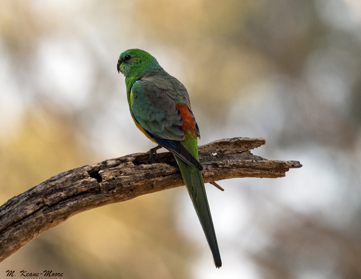 Певчий попугайчик - ML646142402