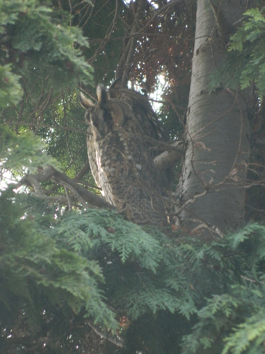 Ушастая сова - ML646142403