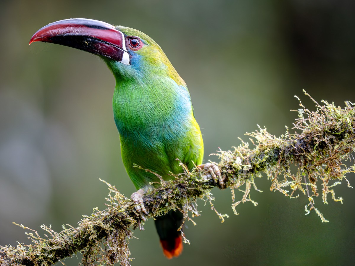 Краснопоясничный туканет - ML646142404