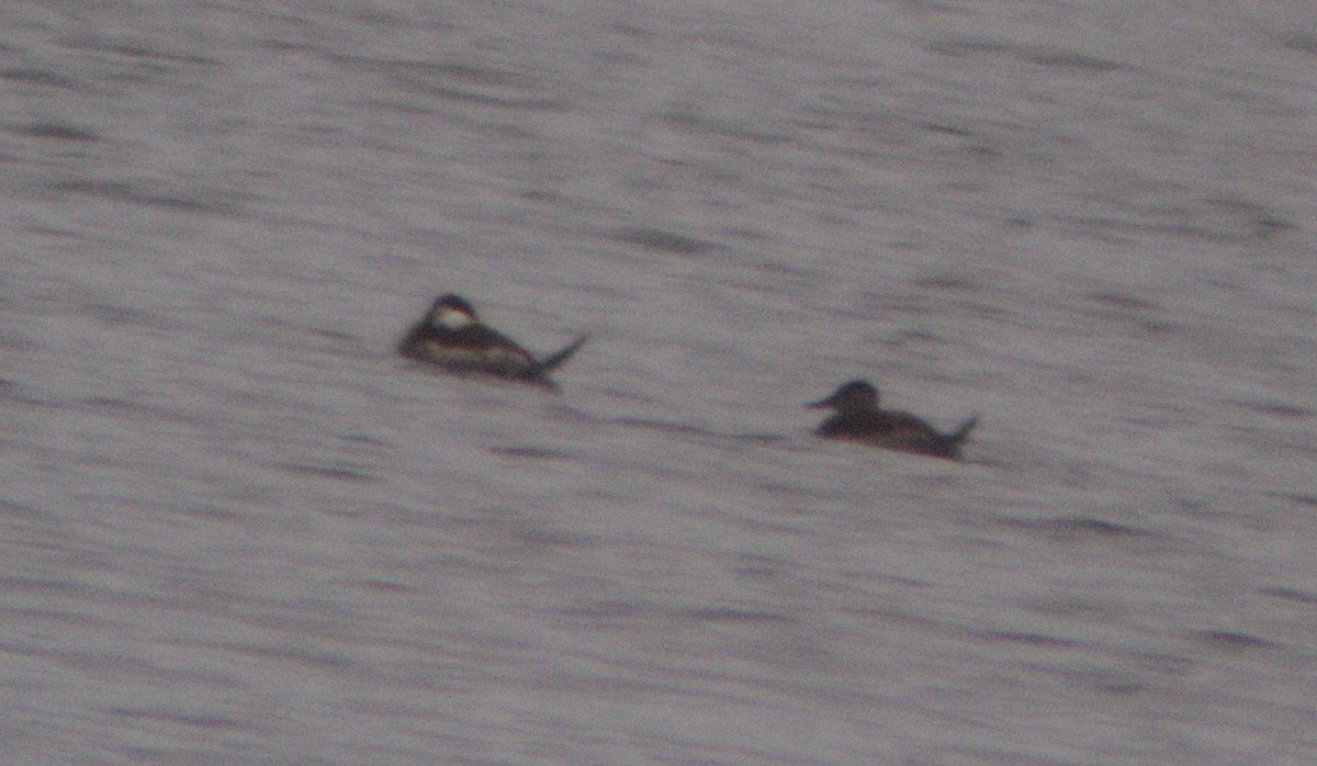 Американская савка - ML646142405