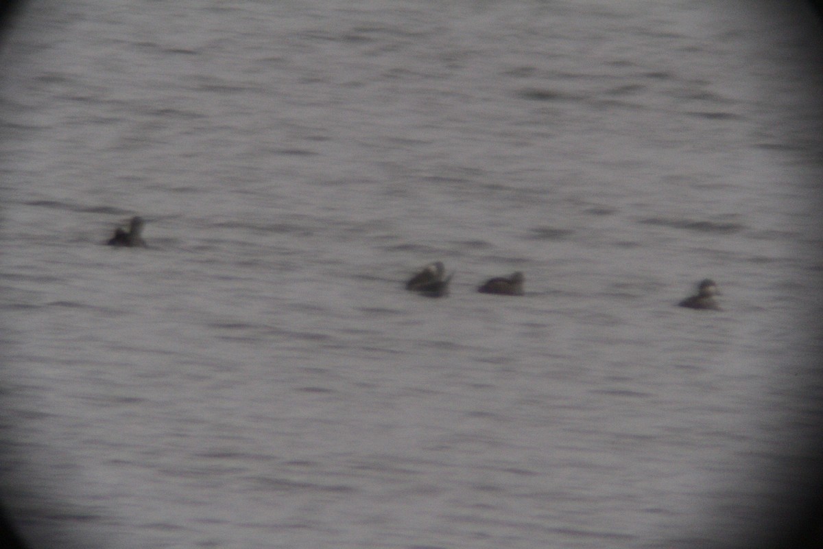 Американская савка - ML646142406