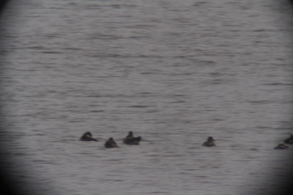 Американская савка - ML646142407