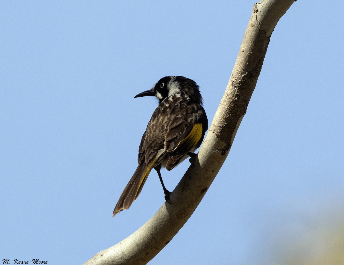 Белоглазый медолюб - ML646142408