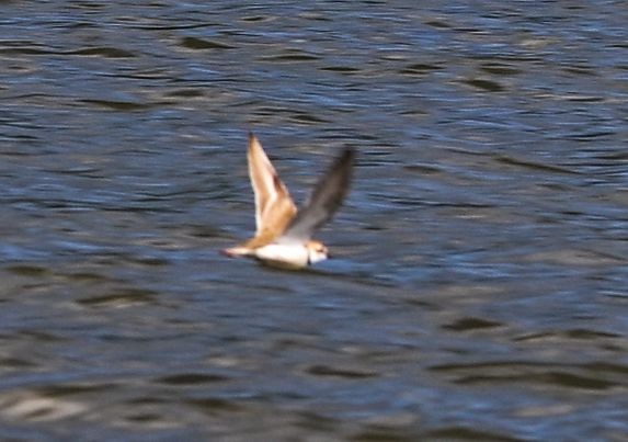 Воротничковый зуёк - ML646142409