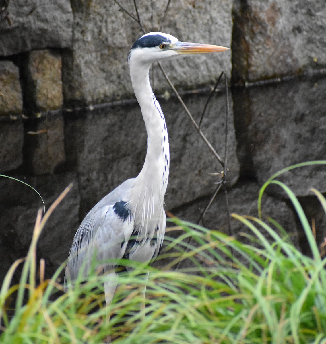 Серая цапля (cinerea/jouyi) - ML646142410