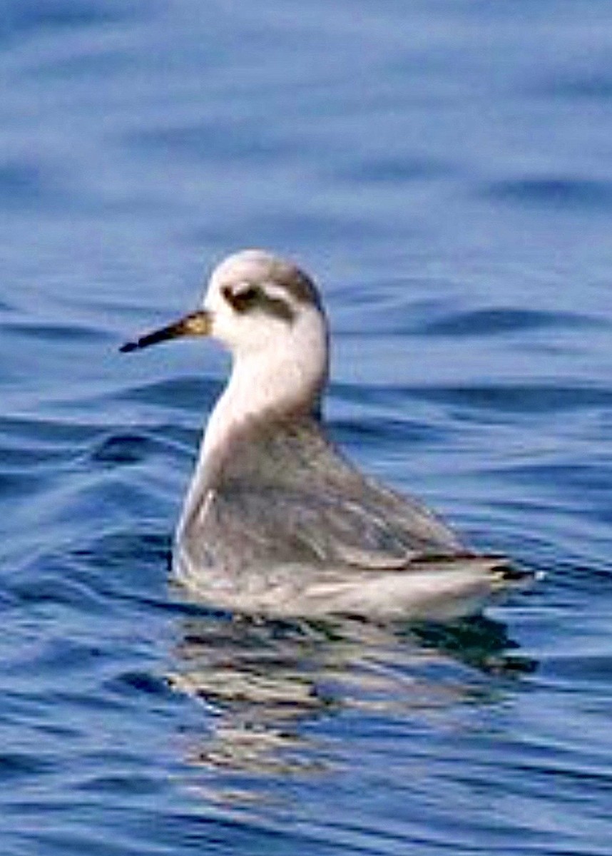 Плосконосый плавунчик - ML646142411