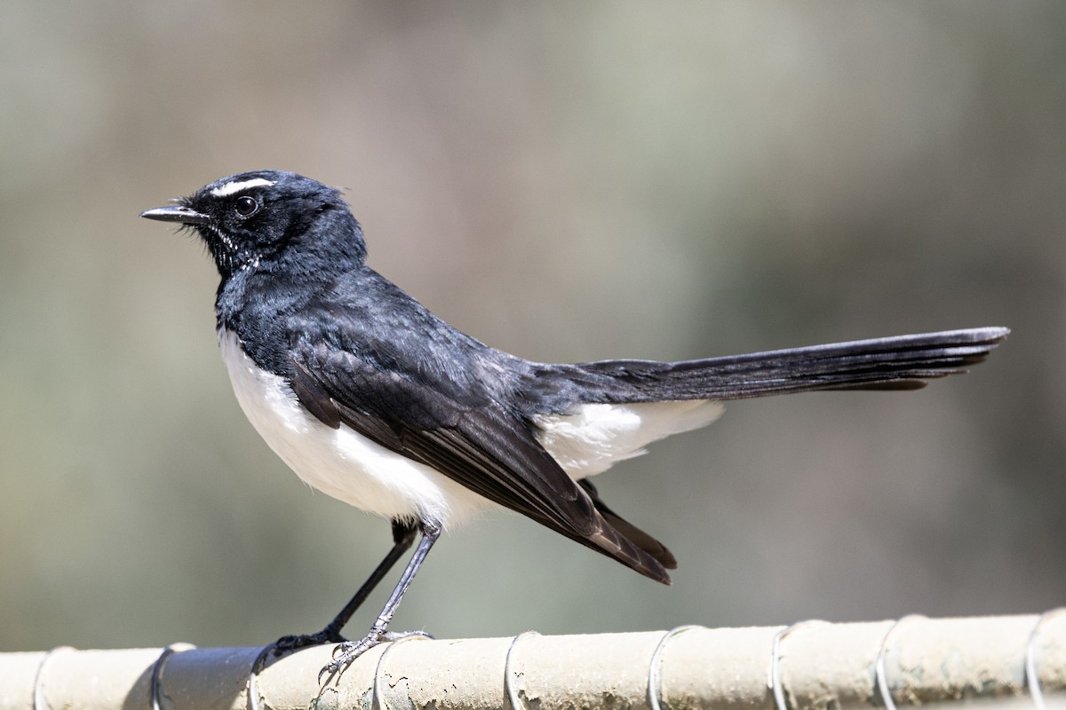 Чёрно-белая веерохвостка - ML646142412