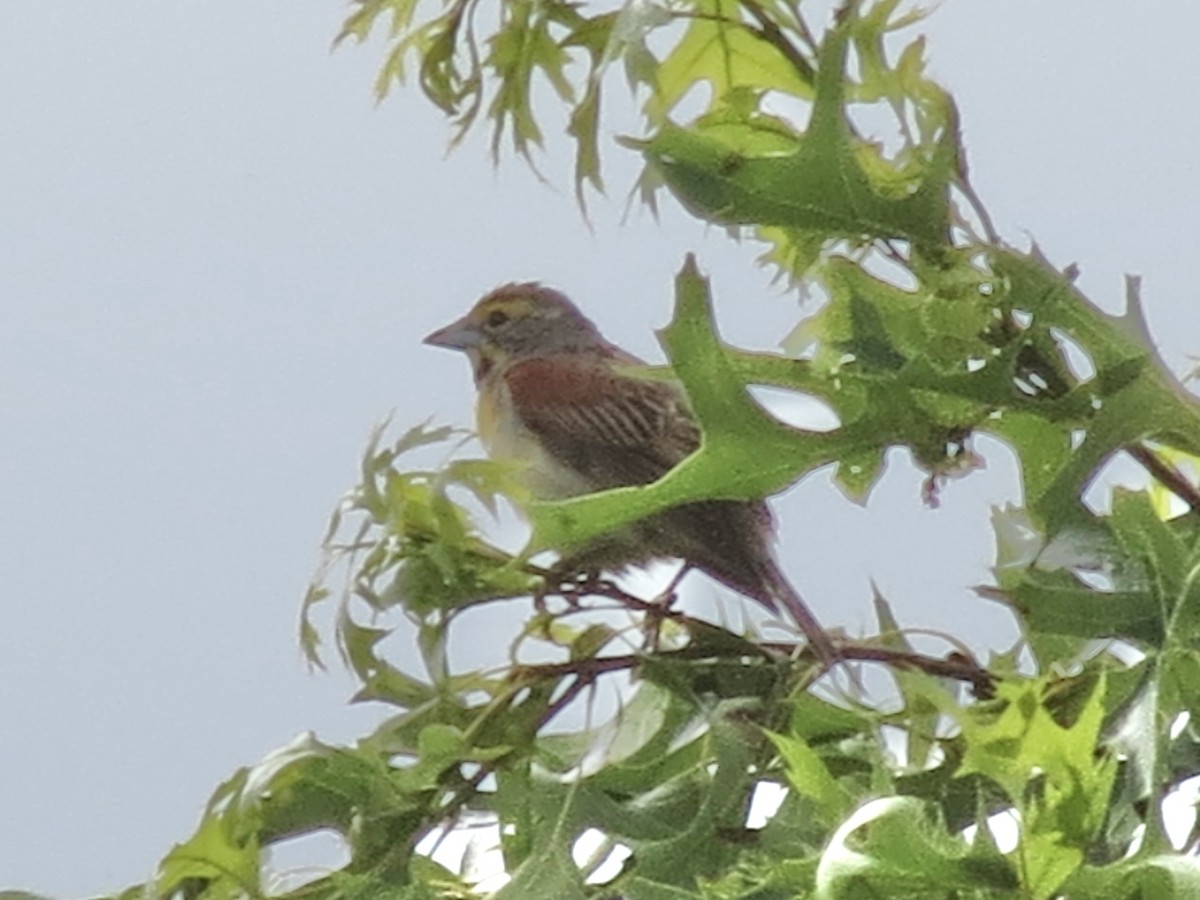 Овсянковый кардинальчик - ML646142413