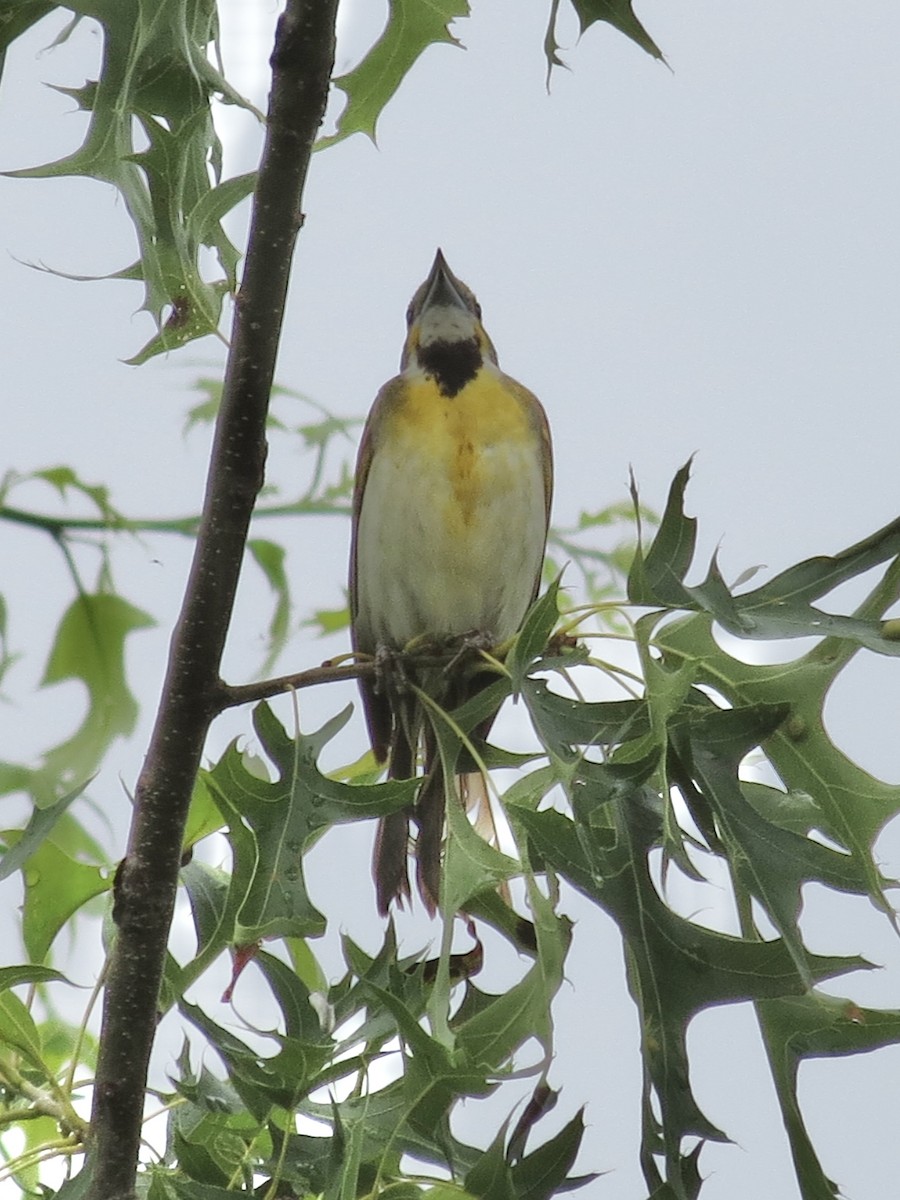 Овсянковый кардинальчик - ML646142414