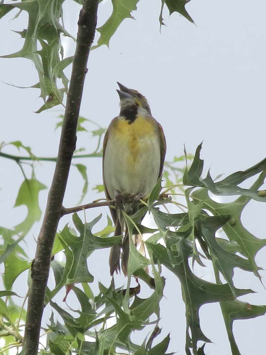 Овсянковый кардинальчик - ML646142415