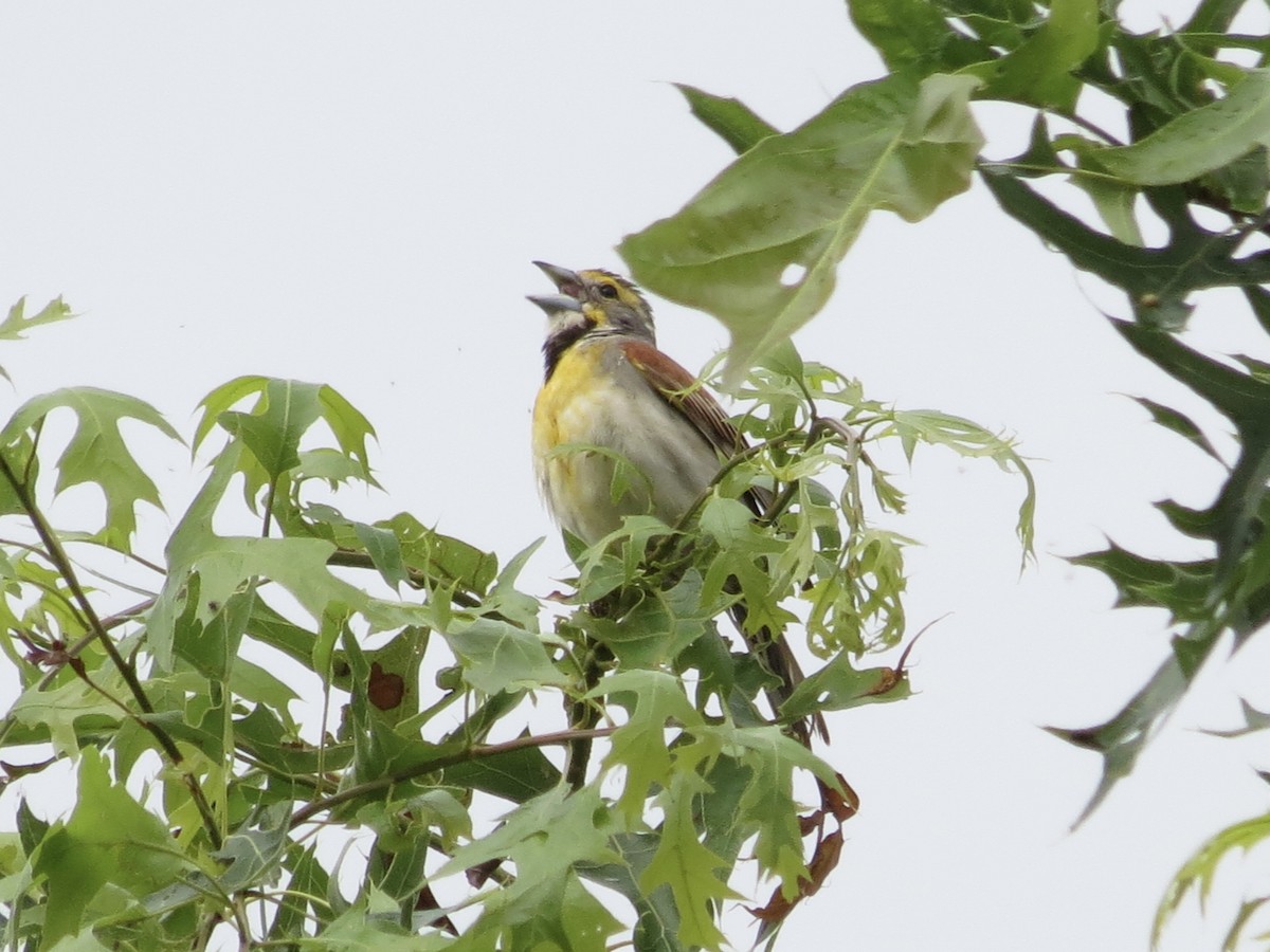 Овсянковый кардинальчик - ML646142416