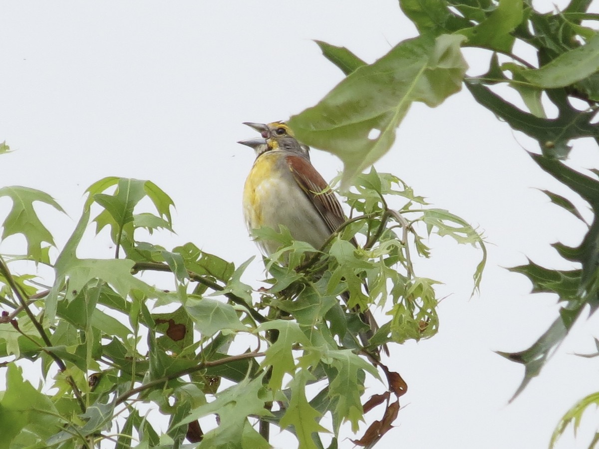 Овсянковый кардинальчик - ML646142417