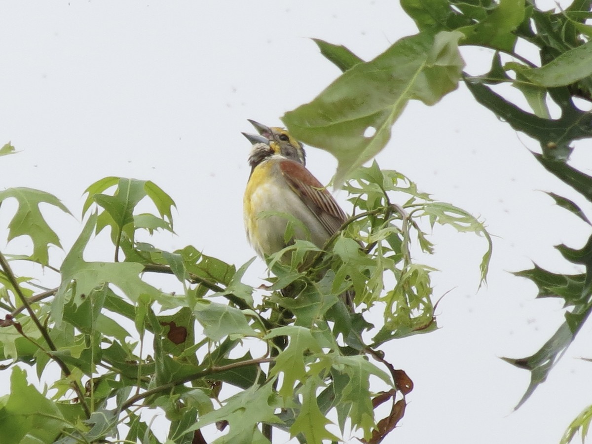 Овсянковый кардинальчик - ML646142418