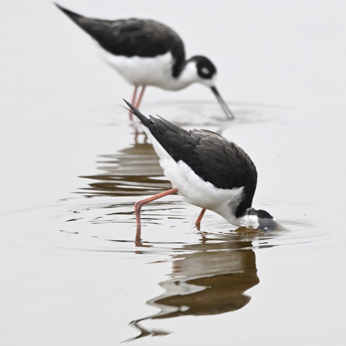 Американский ходулочник - ML646142419