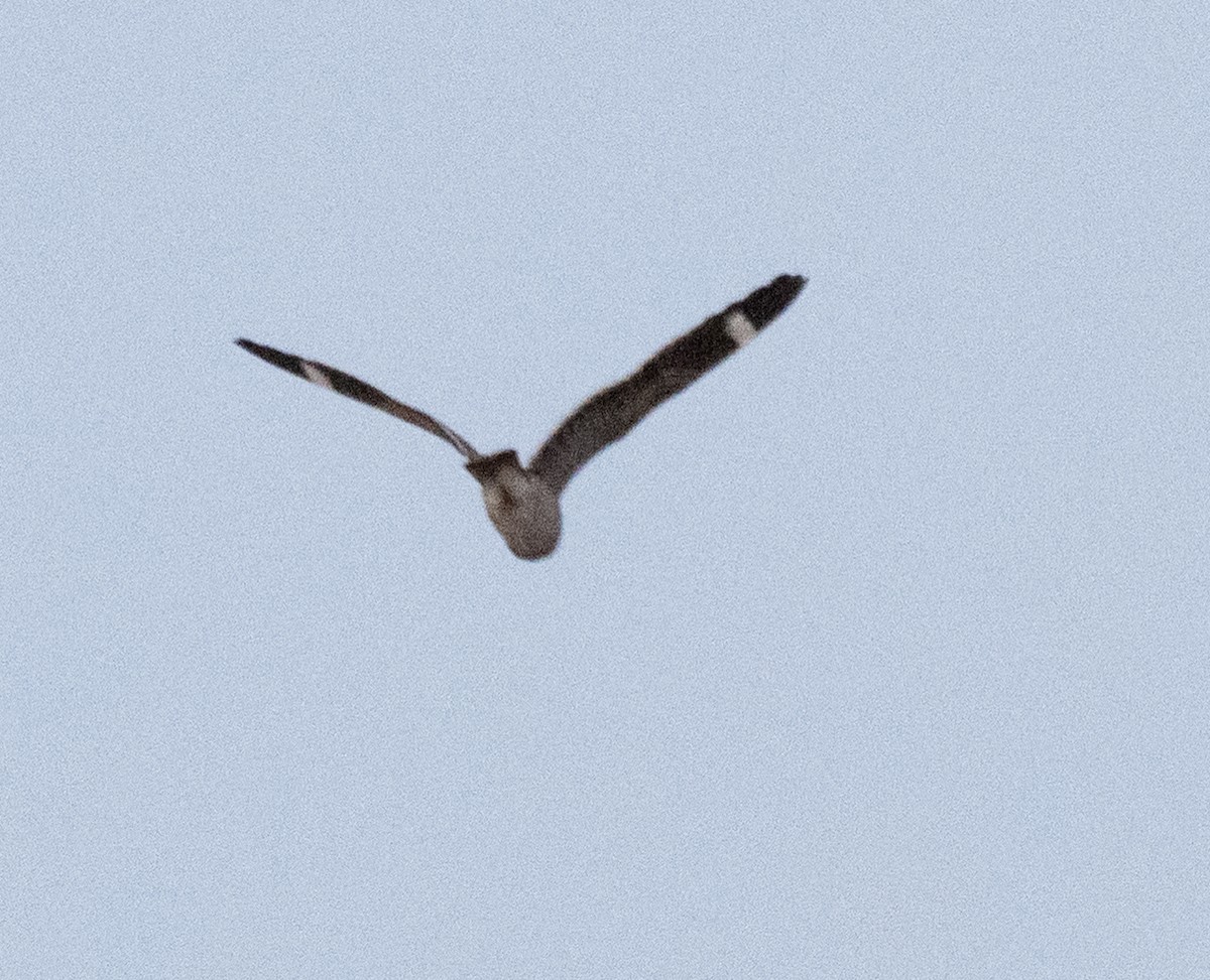 Карликовый сумеречник - ML646142420