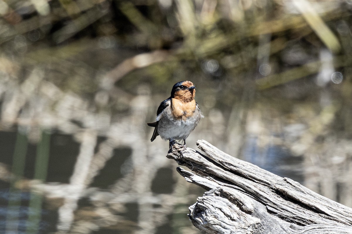 Краснолобая ласточка - ML646142421