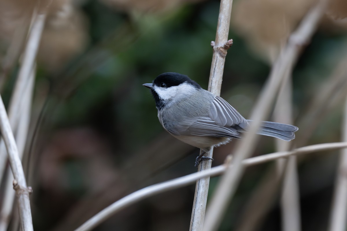 Каролинская гаичка - ML646142422