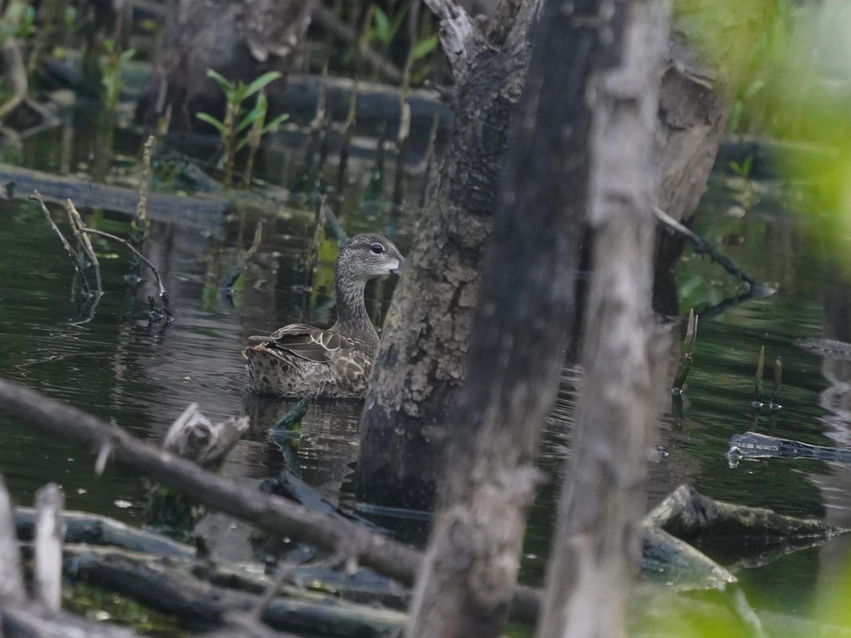 Синекрылый чирок - ML646142423