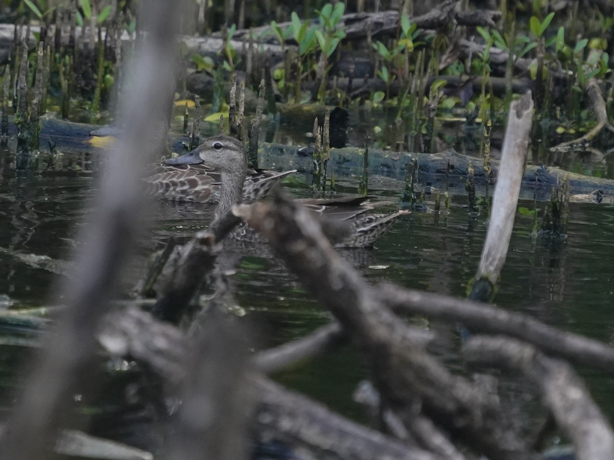 Синекрылый чирок - ML646142424