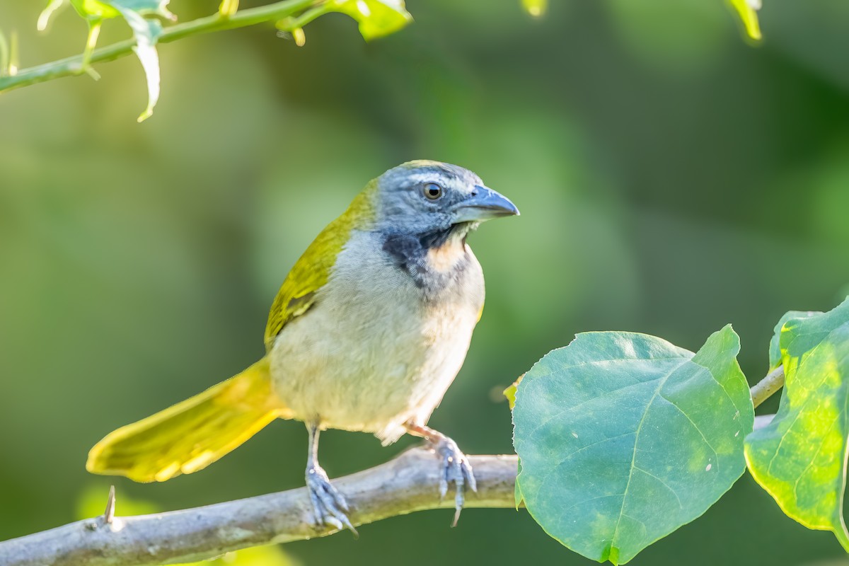 Buff-throated Saltator - ML646142425