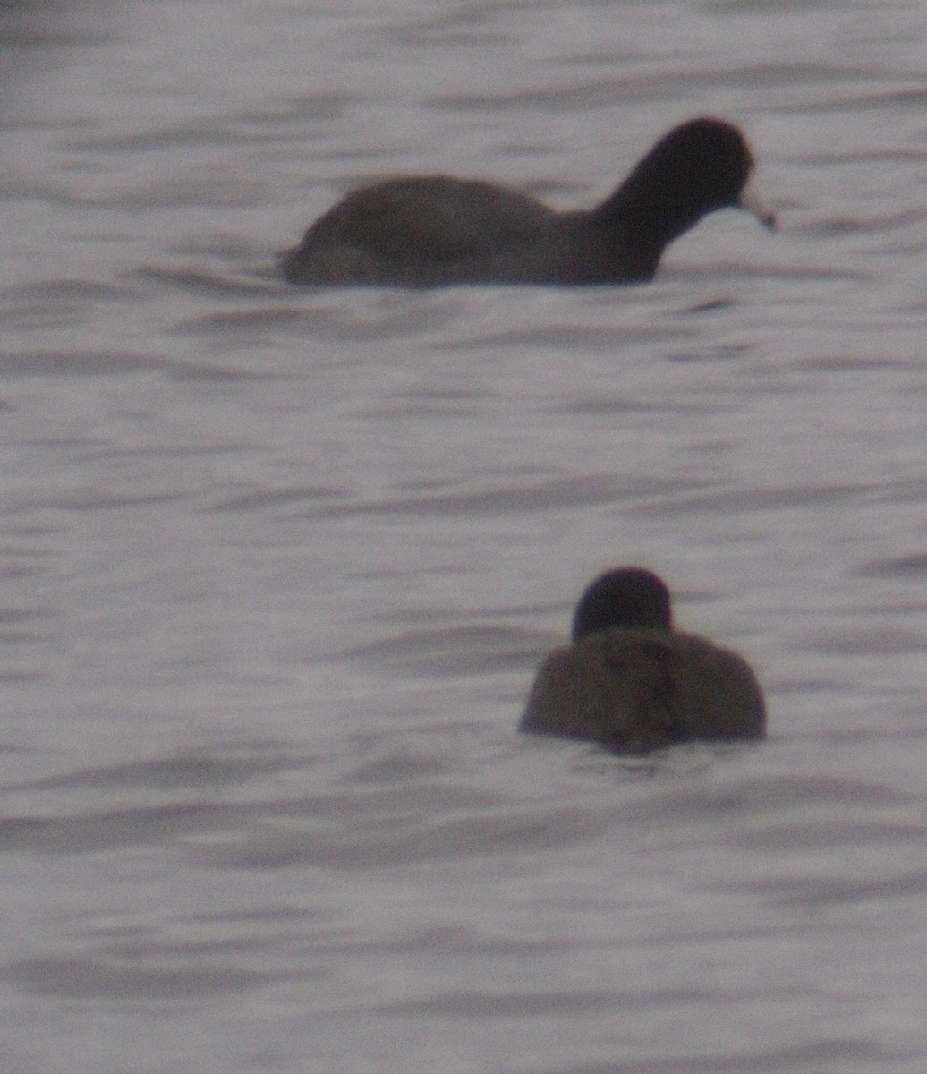American Coot - ML646142426