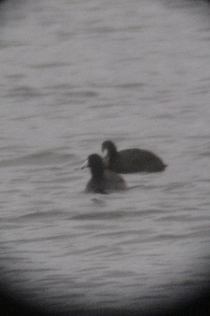 American Coot - ML646142427