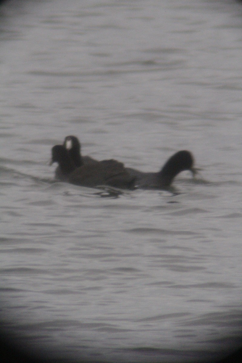 American Coot - ML646142428