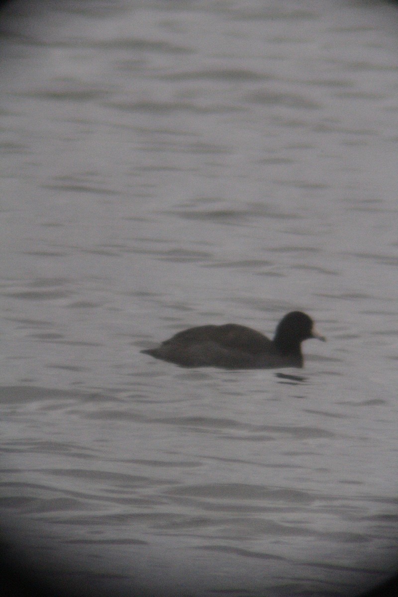 American Coot - ML646142429
