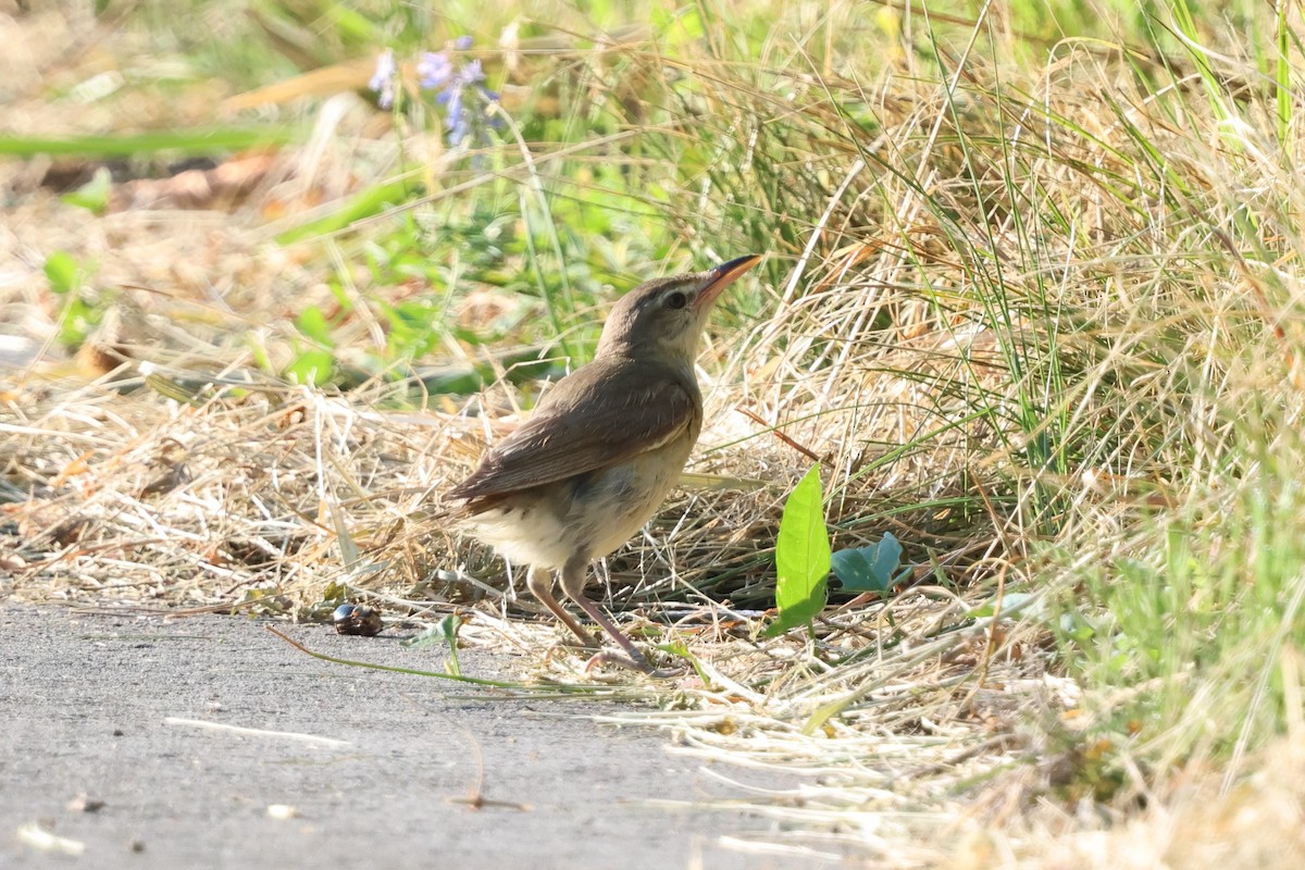 Oriental Reed Warbler - ML646142430