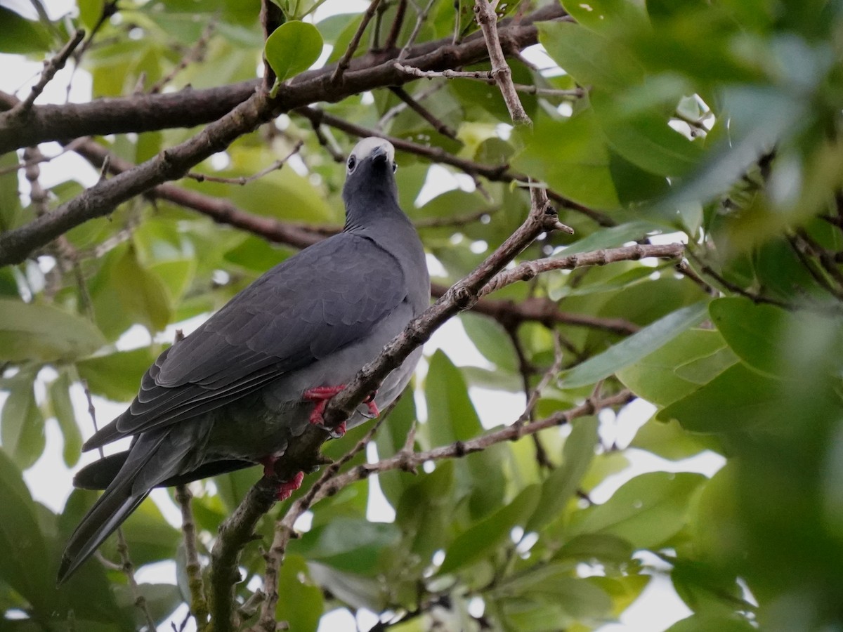 holub antilský - ML646142434