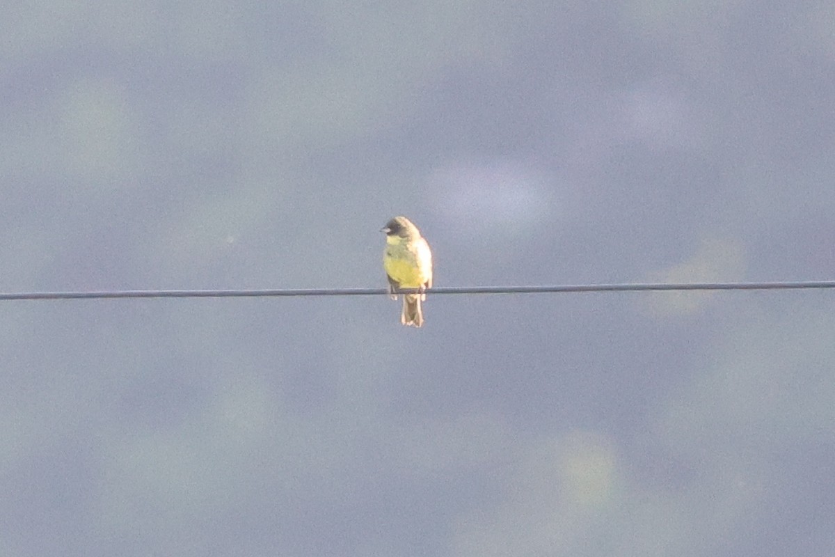 Masked Bunting - ML646142438