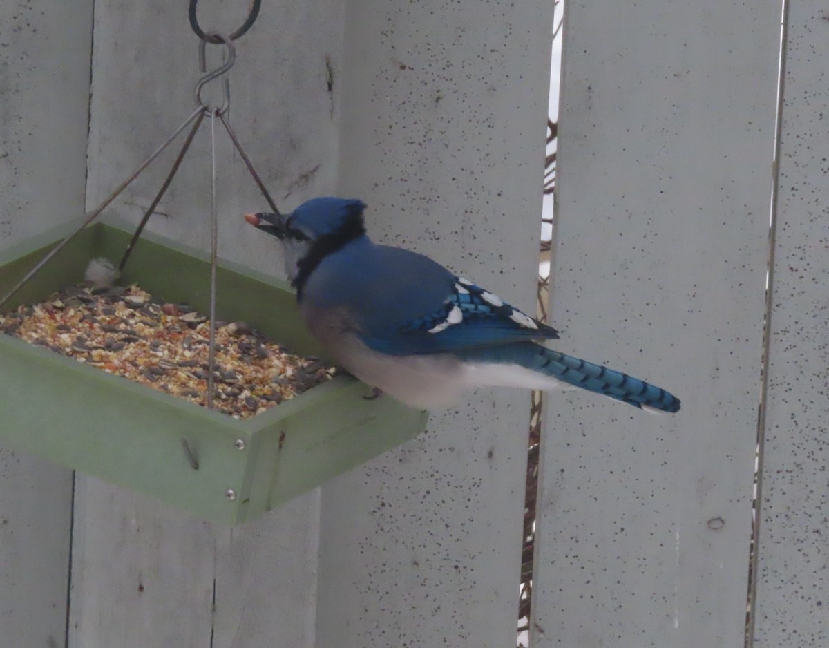 Blue Jay - ML646142439
