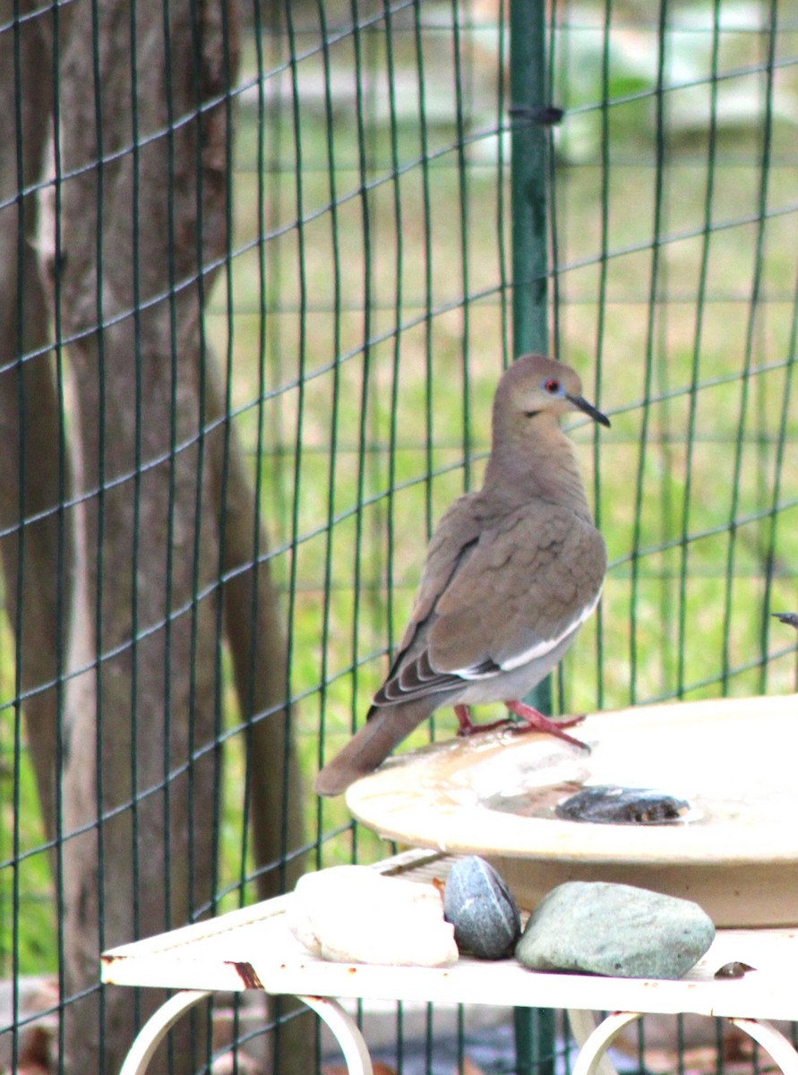 White-winged Dove - ML646142441