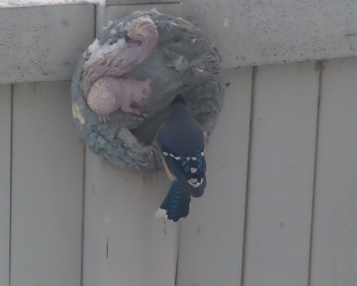 Blue Jay - ML646142443