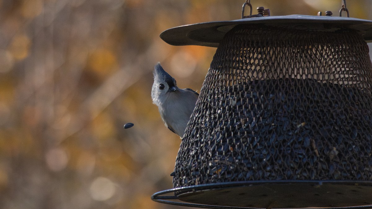 Tufted Titmouse - ML646142450