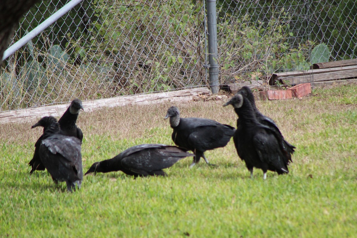 Black Vulture - ML646142451