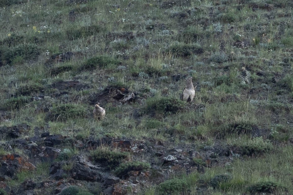 Altai Snowcock - ML646142454