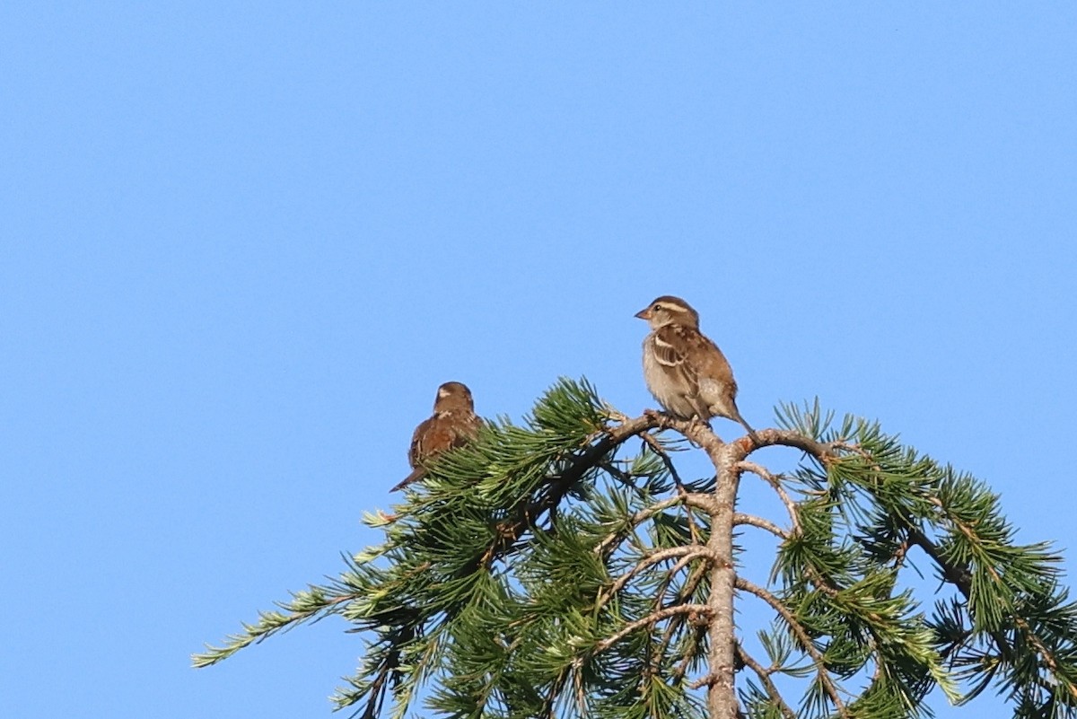 Russet Sparrow - ML646142458