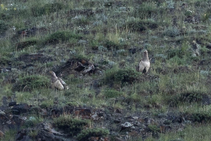 Altai Snowcock - ML646142459