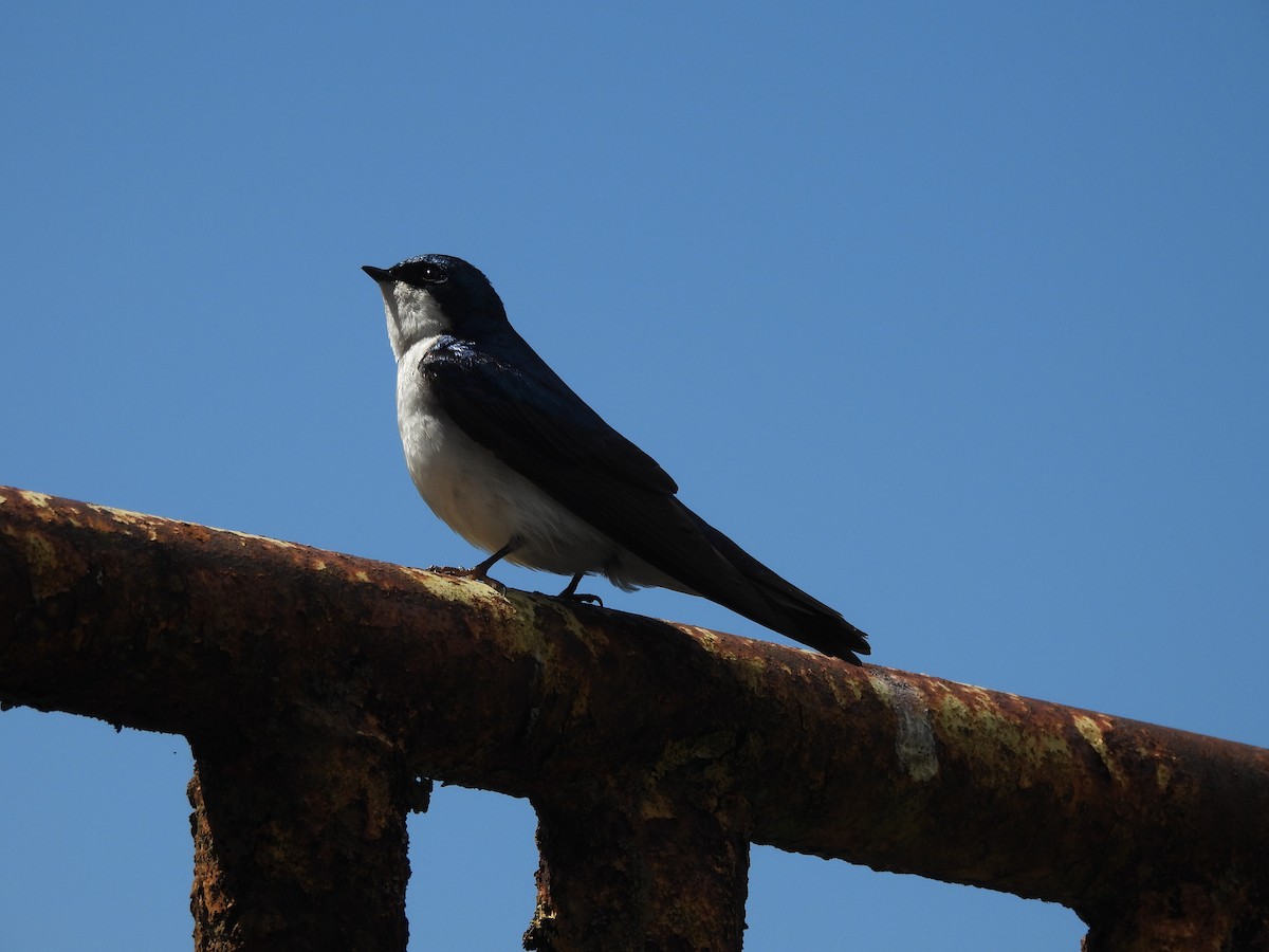 Tree Swallow - ML646142460