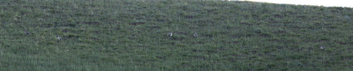 Altai Snowcock - ML646142463