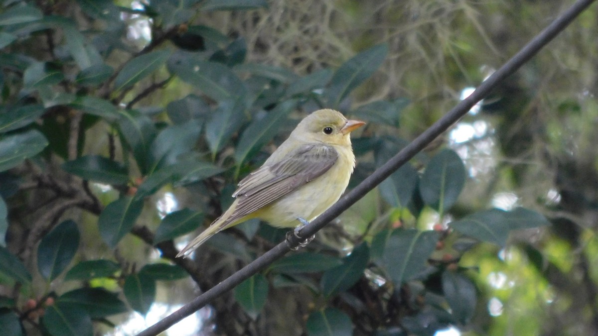 Summer Tanager - ML646142466