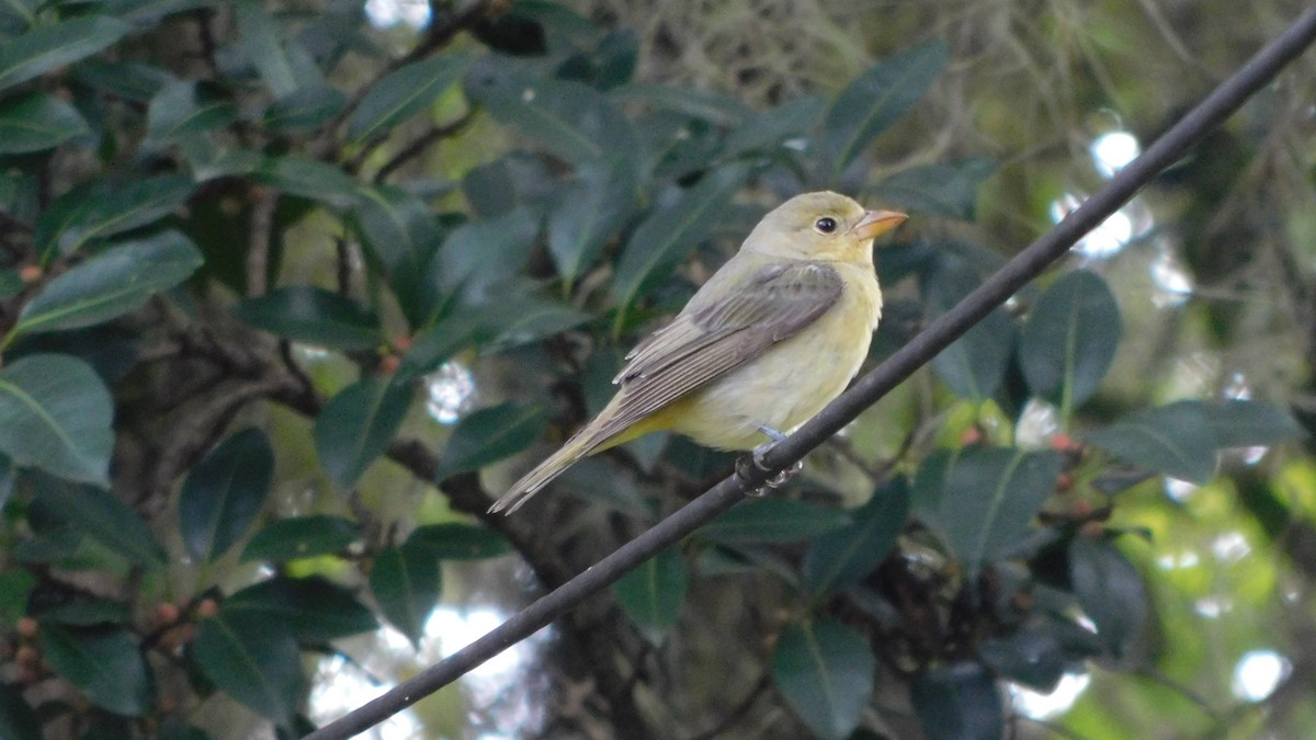 Summer Tanager - ML646142467
