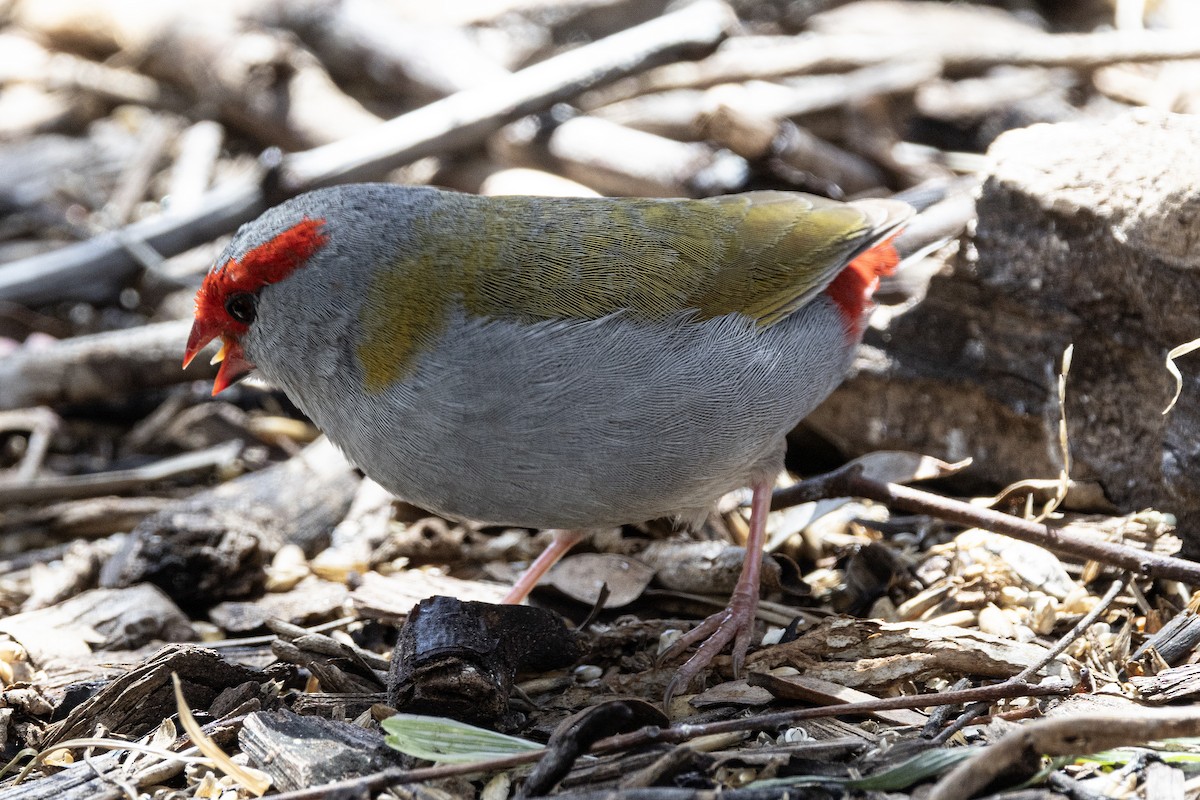 Al Kaşlı Belikınalı - ML646142468