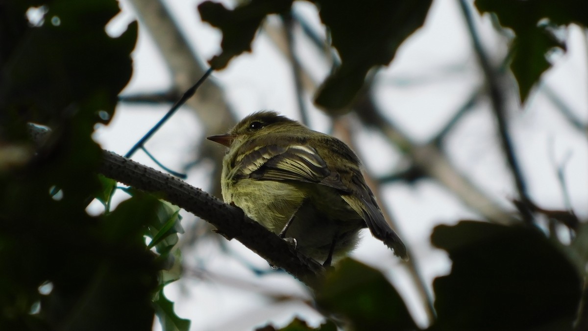 Mountain Elaenia - ML646142473