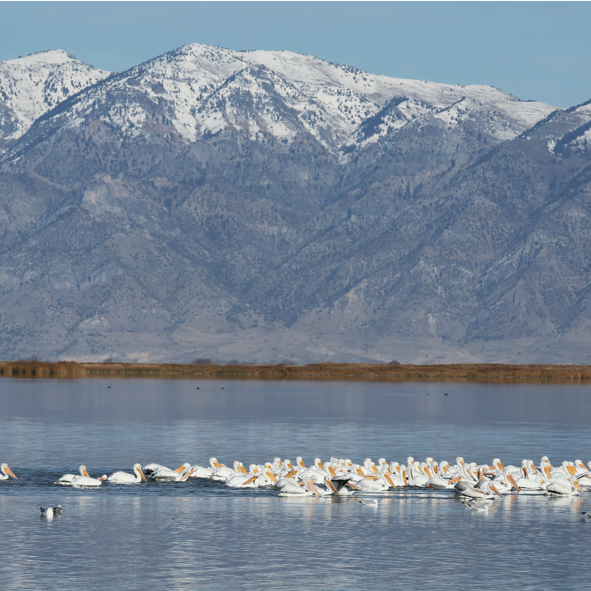 American White Pelican - ML646142476
