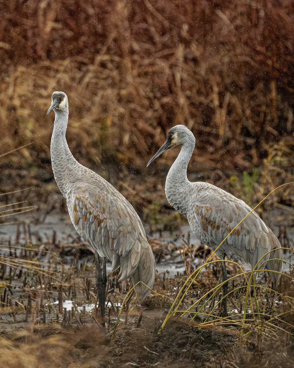 Sandhill Crane - ML646142478