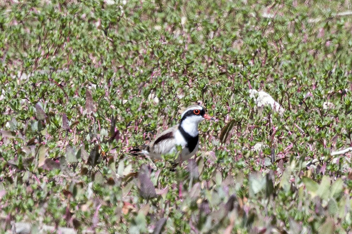 kulík černočelý - ML646142480