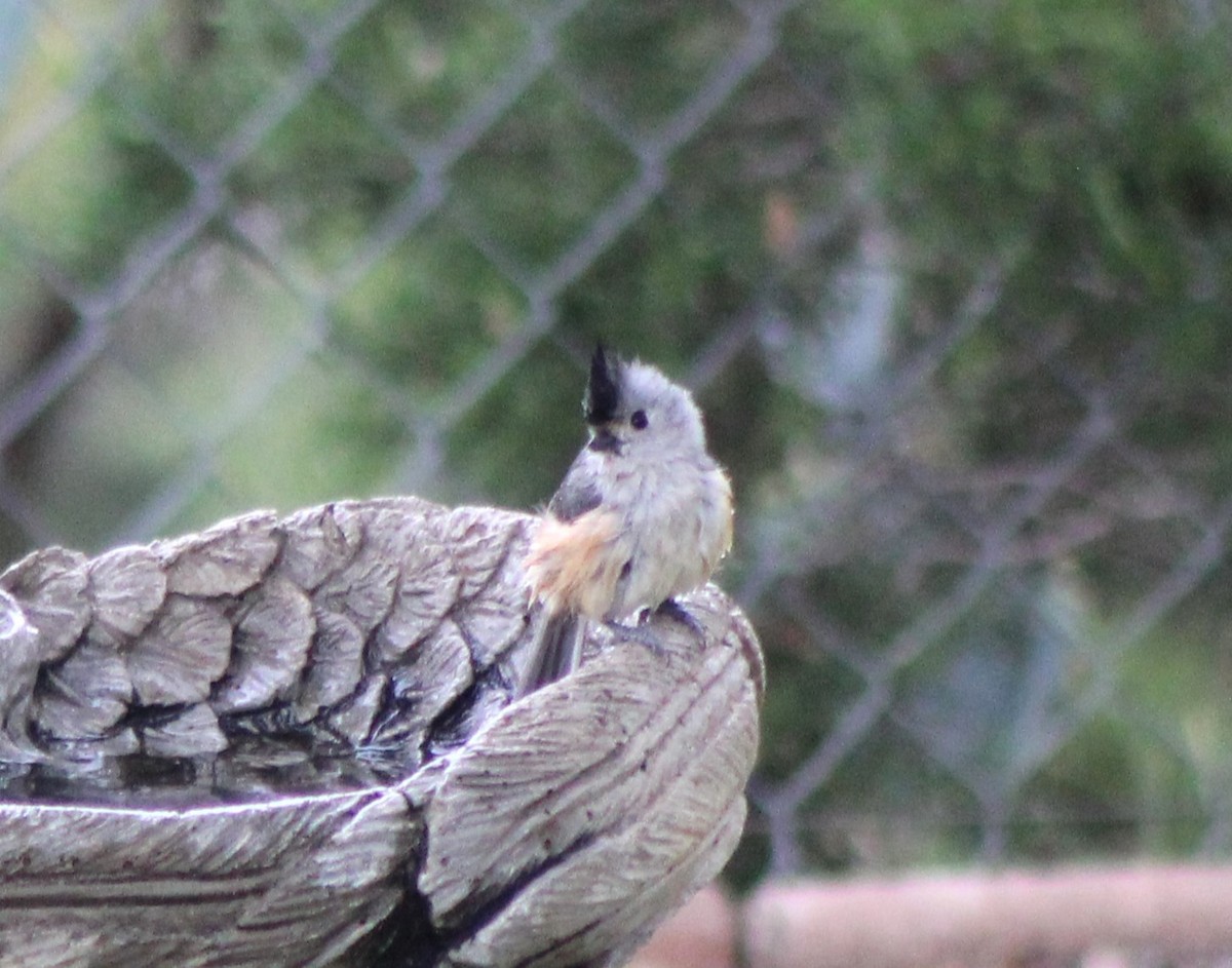 Black-crested Titmouse - ML646142485