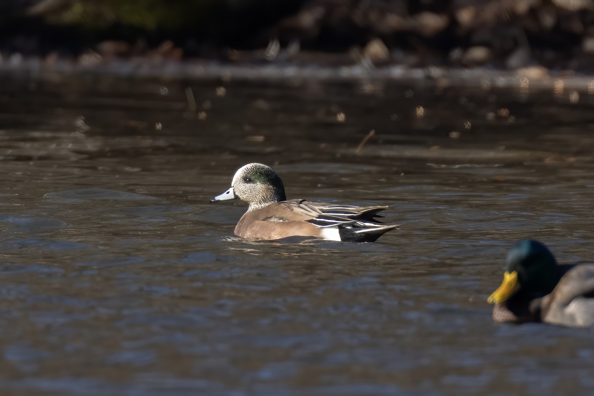 American Wigeon - ML646142487